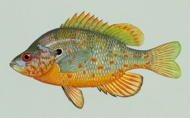 orangespottedsunfish.png