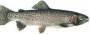 eaglelaketrout.jpg