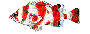 flagrockfish.gif