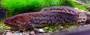 bowfin.jpg