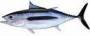 albacore.jpg