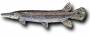 alligatorgar.jpg