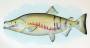 chumsalmon.jpg