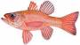 pinkcardinalfish.jpg