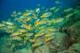 blueandgoldsnapper.jpg