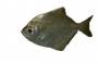 kitefish.jpg