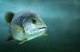 mangroveredsnapper.jpg