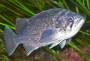 bluerockfish.jpg