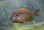 pumpkinseed.jpg