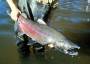 chinooksalmon.jpg