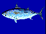 blackskipjacktuna.gif