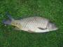 commoncarp.jpeg