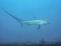 commonthreshershark.jpg