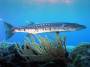 greatbarracuda.jpg