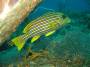 orientalsweetlips.jpg