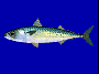 pacificmackerel.gif