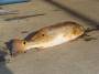 reddrum.jpg