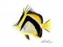 scythebutterflyfish.jpg