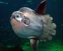 molamola.jpg